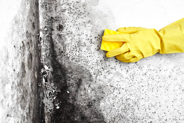Mold Remediation for Rental Properties in East Grand Rapids, MI