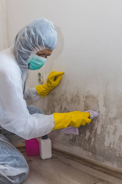 Best Post-Construction Mold Inspection  in East Grand Rapids, MI